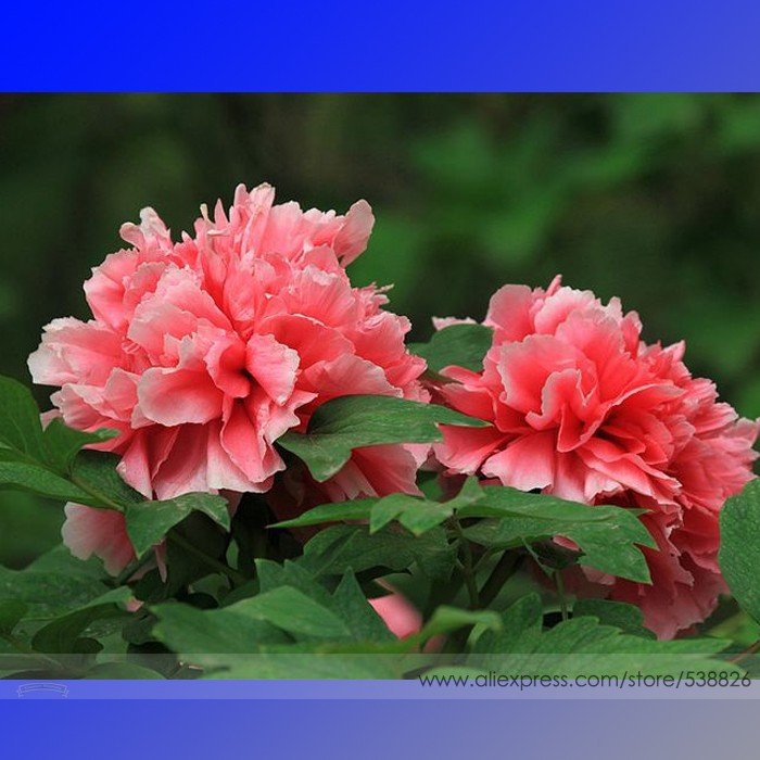 JMS Rose Red Peony 'Shao Nv Hong' Flower Tree Seeds, Professional Pack, 5 Seeds / Pack, Light Up You