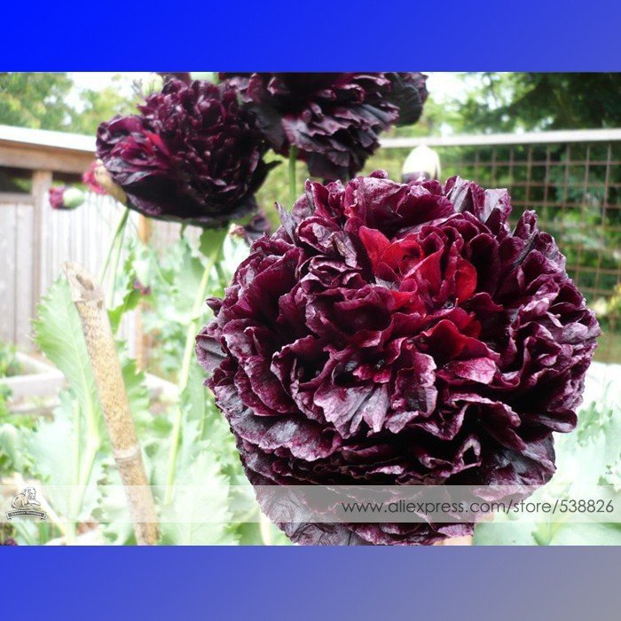 JMS Rare Red Black Peony Flower Seeds, 1 Professional Pack, 5 Seeds / Pack, Heirloom Luo Yang China 