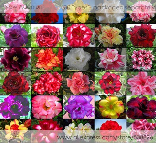 JMS 30 Professional Packs, 1 Seed / Variety, Rosy Adenium Obesum Home Garden Desert Rose Flowers See