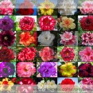 JMS 30 Professional Packs, 1 Seed / Variety, Rosy Adenium Obesum Home Garden Desert Rose Flowers See