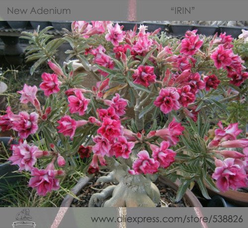 JMS 1 Professional Pack, 2 Seeds / Pack, Rosy Adenium Obesum Irin Desert Rose Flowers Seeds