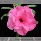 JMS 1 Professional Pack, 2 Seeds / Pack, Rosy Adenium Obesum Hassadee Pink Desert Rose Flowers Seeds