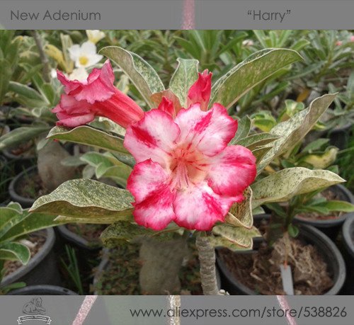 JMS 1 Professional Pack, 2 Seeds / Pack, Variegated Adenium Obesum Harry Desert Rose Flowers Seeds