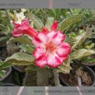 JMS 1 Professional Pack, 2 Seeds / Pack, Variegated Adenium Obesum Harry Desert Rose Flowers Seeds