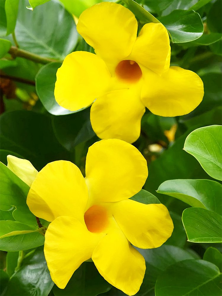 JMS Mandevilla Sanderi, Yellow