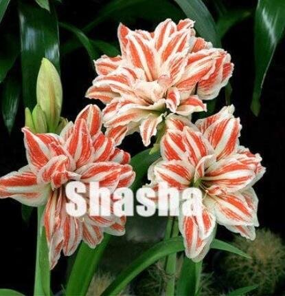 JMS 100Pcs Amaryllis Seed Not Bulbs - White Light Red Stripes Double Flowers