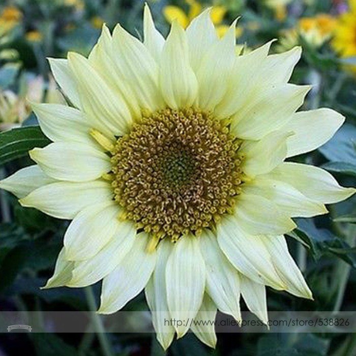JMS Moonshadow White Ornamental Sunflower Seed, Professional Pack, 15 Seeds / Pack, Stunning These A