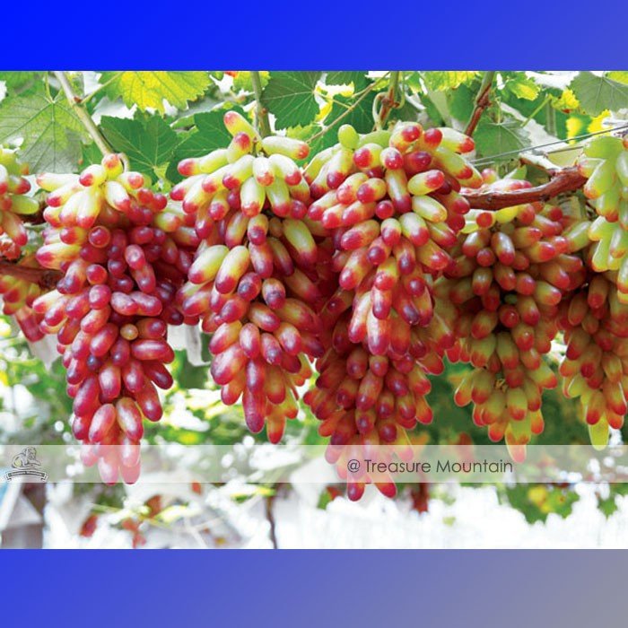 JMS 1 Professional Pack, 100 Seeds / Pack, Manicure Finger Grape Seed Garden Plant Seedling