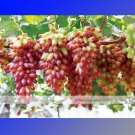 JMS 1 Professional Pack, 100 Seeds / Pack, Manicure Finger Grape Seed Garden Plant Seedling