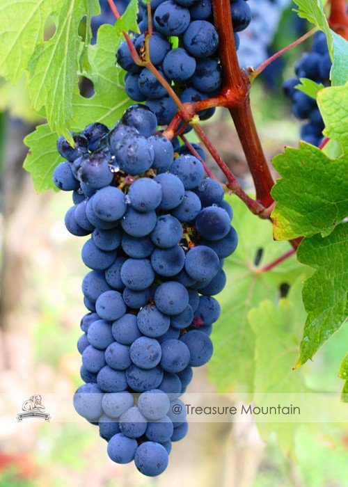 JMS 1 Professional Pack, 100 Seeds / Pack, Cabernet Sauvignon Grape Seed Hardy Plant Seedling
