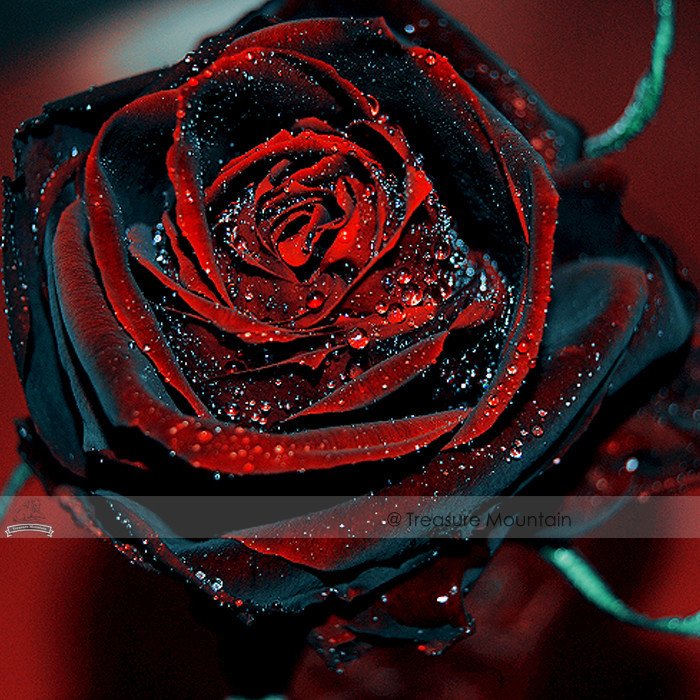 JMS 1 Professional Pack, 50 Seeds / Pack, Red Black Rare Rose Plant Seedling Garden Seed