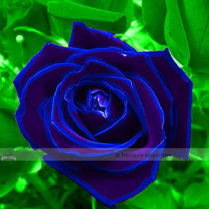 JMS 1 Professional Pack, 50 Seeds / Pack, Purple Blue Rose Big Flowering Plants Strong Fragrant Dazz