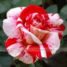 JMS 1 Professional Pack, 50 Seeds / Pack, New Pink Rose Red Strip Shrub Flower Seeds