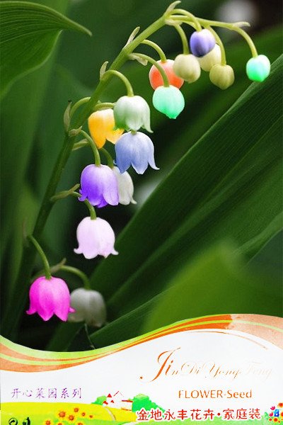 JMS 1 Professional Pack, Approx 10 Seeds / Pack, Convallaria Majalis Colorful Lily Of The Valley Orc