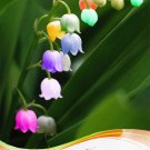 JMS 1 Professional Pack, Approx 10 Seeds / Pack, Convallaria Majalis Colorful Lily Of The Valley Orc