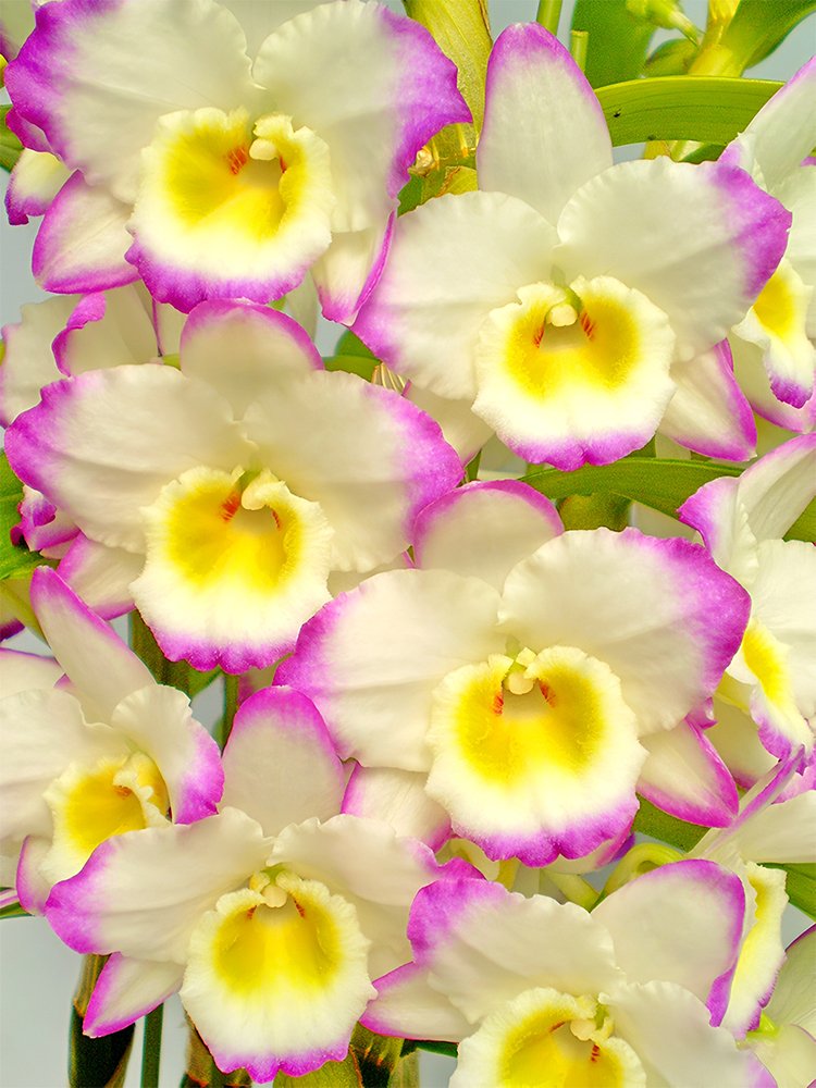 JMS Narcissus Flower, Colorful