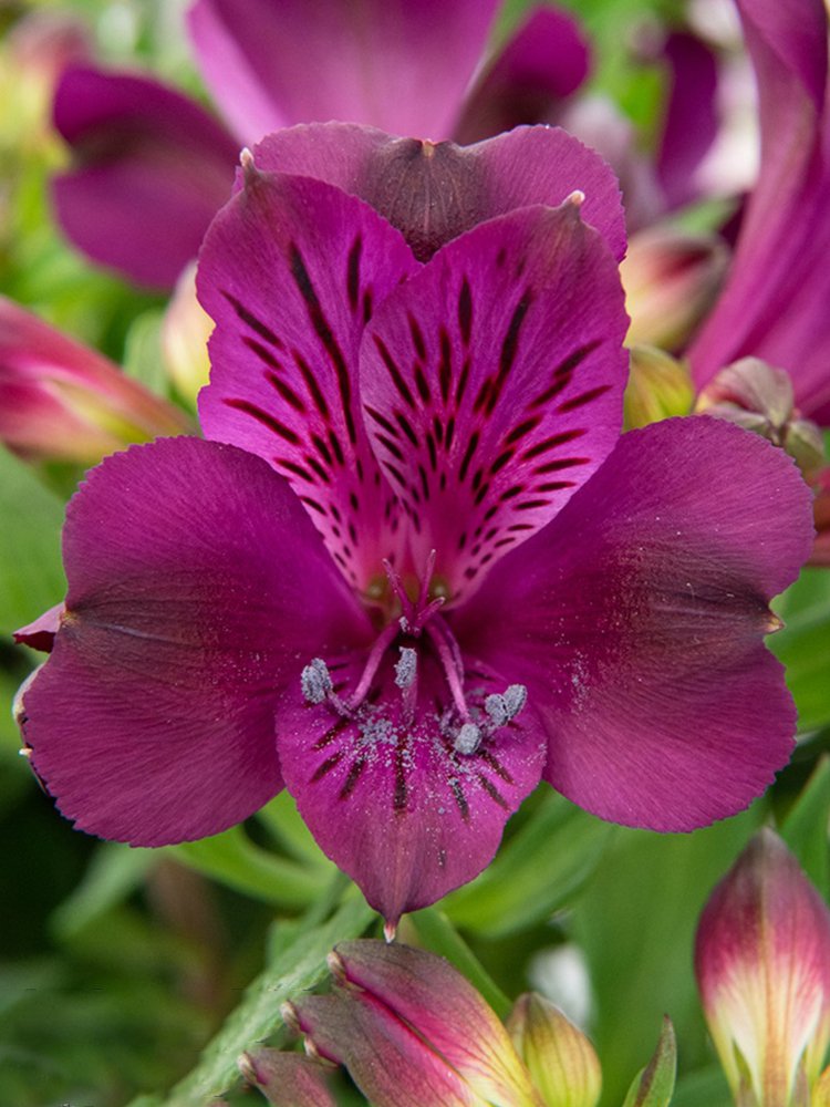 JMS Alstroemeria Inticancha 'Purple Passion Collection'