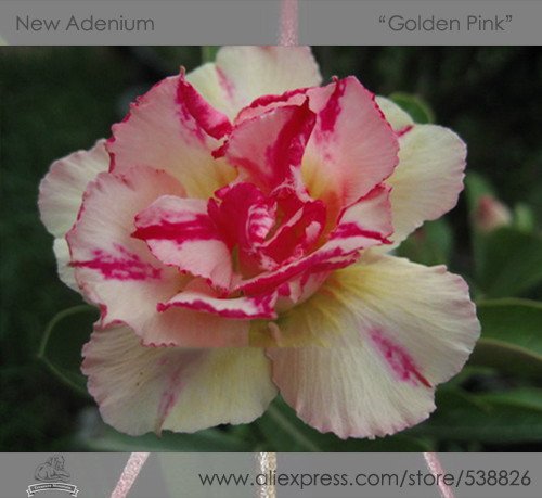 JMS 1 Professional Pack, 2 Seeds / Pack, Variegated Adenium Obesum Golden Pink Desert Rose Flowers S