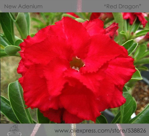 JMS 1 Professional Pack, 2 Seeds / Pack, Variegated Adenium Obesum Red Dragon Desert Rose Flowers Se