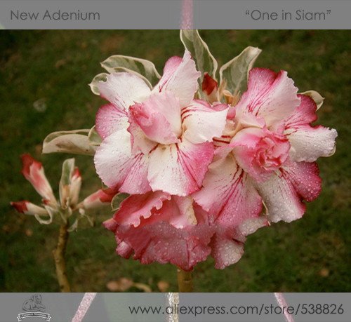 JMS 1 Professional Pack, 2 Seeds / Pack, Rosy Adenium Obesum One In Siam Desert Rose Flowers Seeds