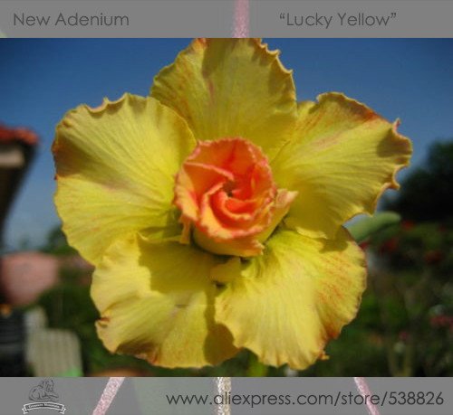 JMS 1 Professional Pack, 2 Seeds / Pack, Rosy Adenium Obesum Lucky Yellow Desert Rose Flowers Seeds