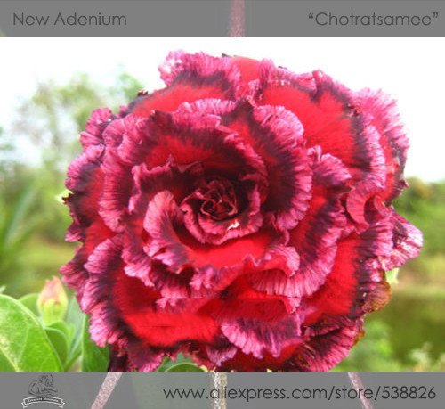 JMS 1 Professional Pack, 2 Seeds / Pack, Rosy Adenium Obesum 7Th Heaven Desert Rose Flowers Seeds
