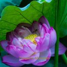JMS 1 Professional Pack, 1 Seeds / Pack, 'Bathing Beauty' Pink Lotus Flower Water Lily Flower Aquati