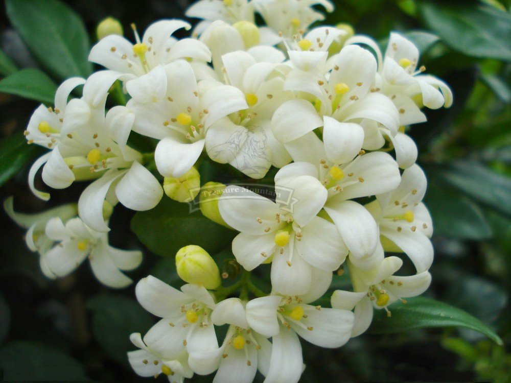 JMS 1 Professional Pack, 200 Seeds / Pack,  100% Real Murraya Paniculata, White Orange Jasmine Kamun