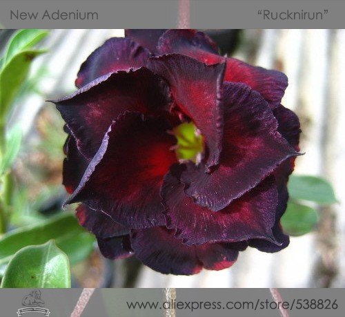 JMS 1 Professional Pack, 2 Seeds / Pack, Adenium Obesum Rucknirun Desert Rose Flowers Seeds