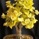 JMS 1 Professional Pack, 20 Seeds / Pack, Maidenhair Ginkgo Biloba Tree Seeds Japanese Bonsai Unique