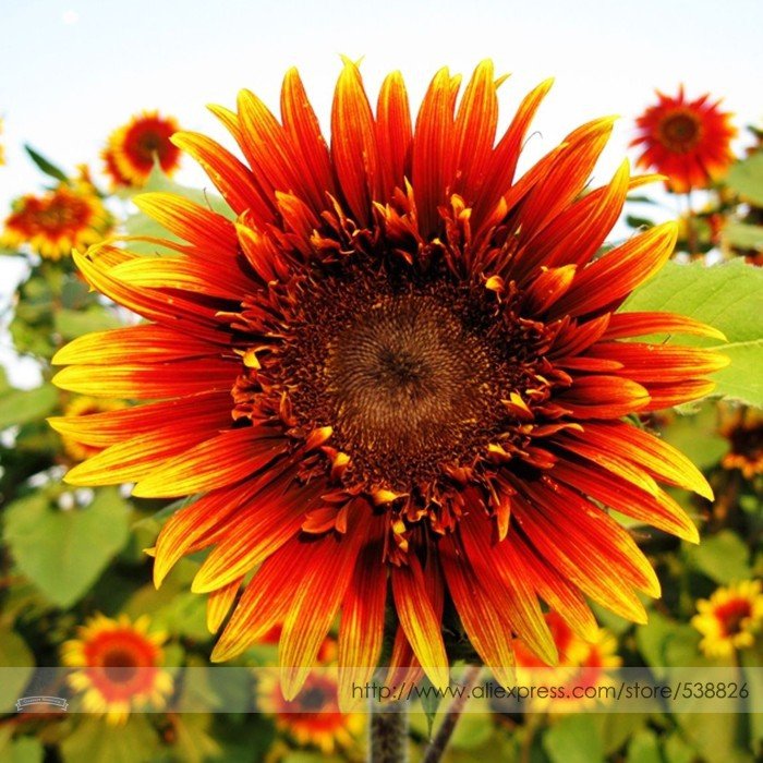 JMS The Joker Beautiful Bicolor Ornamental Sunflower Seeds, Professional Pack, 15 Seeds / Pack, Bloo