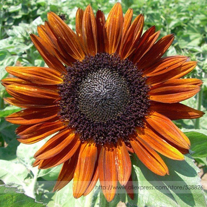 JMS Terracotta Sunflower Seeds, Professional Pack, 15 Seeds / Pack, Stunning Colors Pollen Free Love