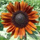 JMS Terracotta Sunflower Seeds, Professional Pack, 15 Seeds / Pack, Stunning Colors Pollen Free Love