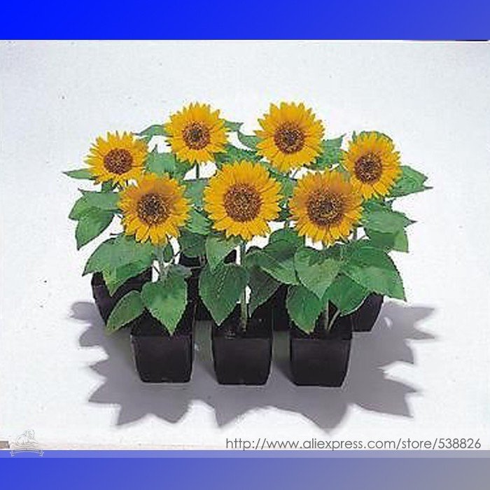 JMS Sunny Smile F1 Sunflower Seeds, Professional Pack, 15 Seeds / Pack, Beautiful Miniature Sunflowe