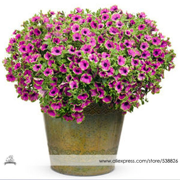 JMS Rare Picasso Petunia Flower Seeds, Professional Pack, 100 Seeds / Pack, Beautiful Garden Bonsai 