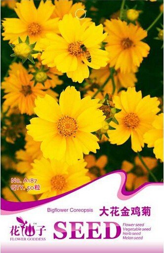 JMS Big Coreopsis Seeds, 1 Original Pack, 50 Seeds / Pack, Beautiful Yellow Coreopsis #A187