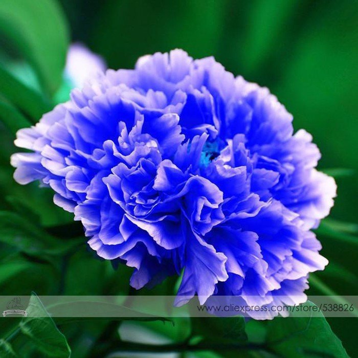 JMS 1 Professional Pack, 5 Seeds / Pack, Double Light Blue Tree Peony Seeds, 'Noble' Rare Peony Tree