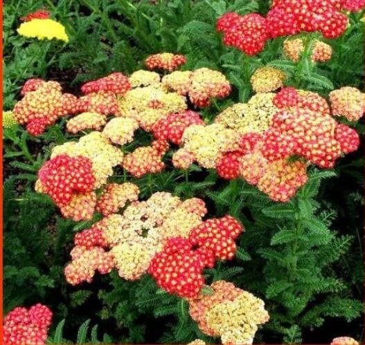 JMS Yarrow Flower Seeds