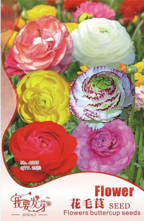JMS 5 Original Packs, 25 Seeds /Pack, Mixed Ranunculus Asiaticus, Beautiful Persian Buttercup Plants