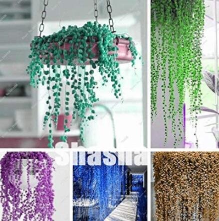 JMS 200Pcs Pearl Chlorophytum Bonsai Mixed Colors Seeds