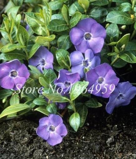 JMS Purple Periwinkle Seeds