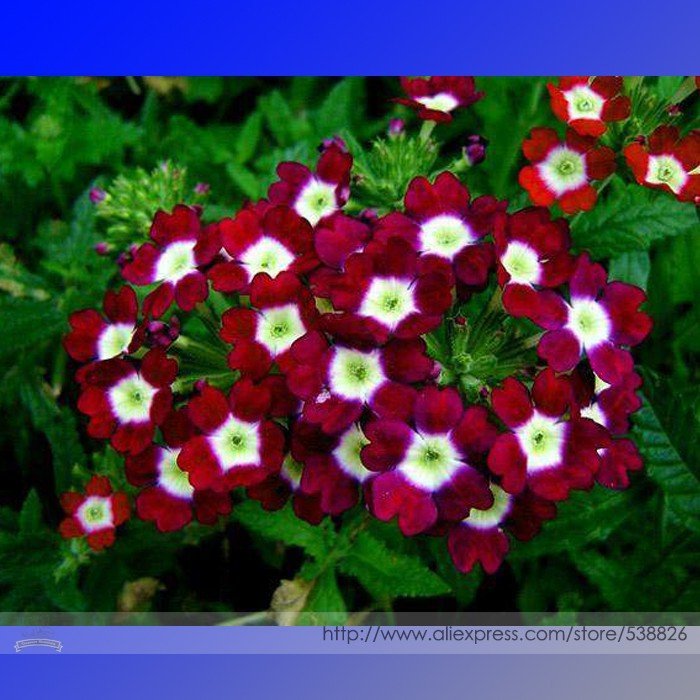 JMS Heirloom 'Luo Han' Dark Red Verbena With White Heart Flower Seeds, Professional Pack, 50 Seeds /