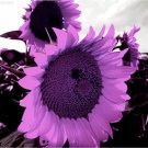 JMS 100Pcs Purple Giant Sunflower Helianthus Annuus Seeds