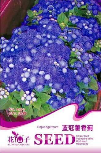 JMS Blue Mexican Ageratum Flower Seeds, 1 Original Pack, 50 Seeds / Pack, Beautiful Tropical Whitewe