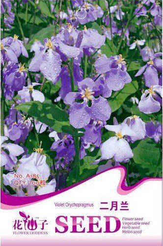 JMS Violet Orychopragmus Flower Seeds, 1 Original Pack, 100 Seeds / Pack, Beautiful Purple Flowers #
