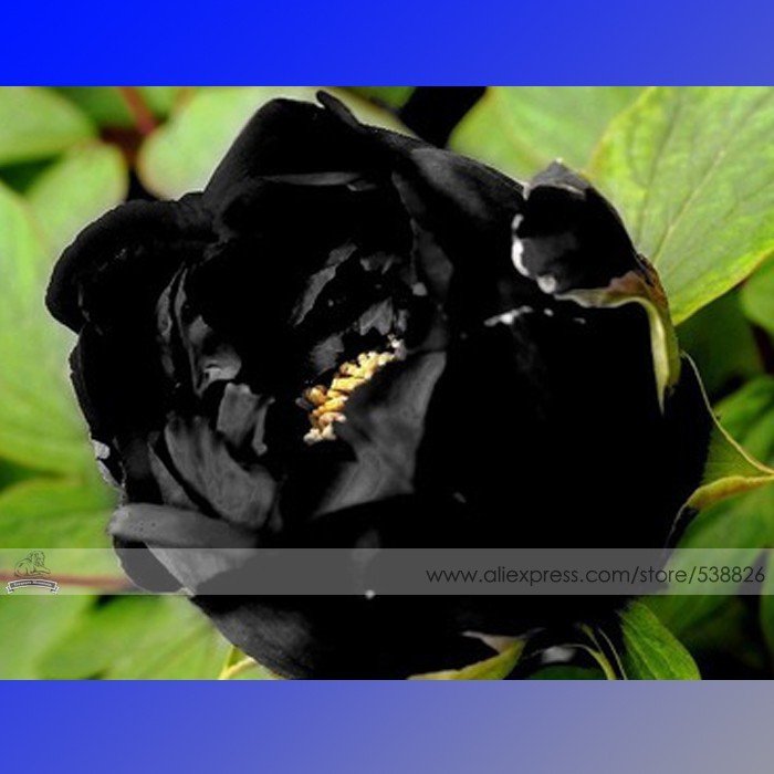 JMS 1 Professional Pack, 5 Seeds / Pack, Super Black Tree Peony Seeds, 'Nigra' Rare Peony Tree Plant