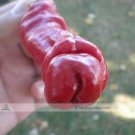 JMS 1 Professional Pack, Approx 30 Seeds / Pack, Peter Pepper Hot Sexy Chili Garden Heirloom True Se