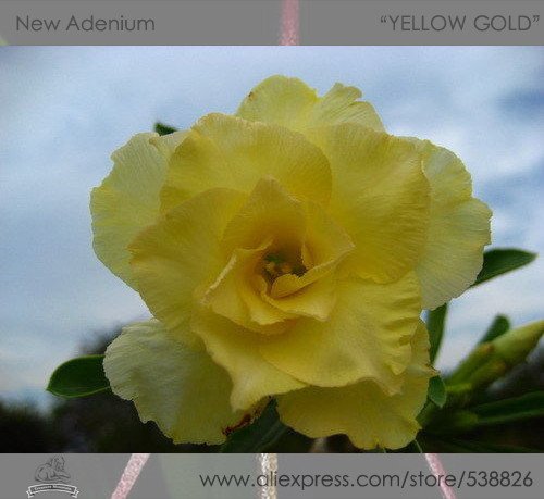 JMS 1 Professional Pack, 2 Seeds / Pack, Variegated Adenium Obesum Yellow Gold Desert Rose Flowers S