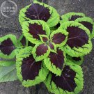 JMS 'Kong Lime Sprite' Coleus Herbs Seeds, Professional Pack, 20 Seeds, Rare Perillaseed Green Black