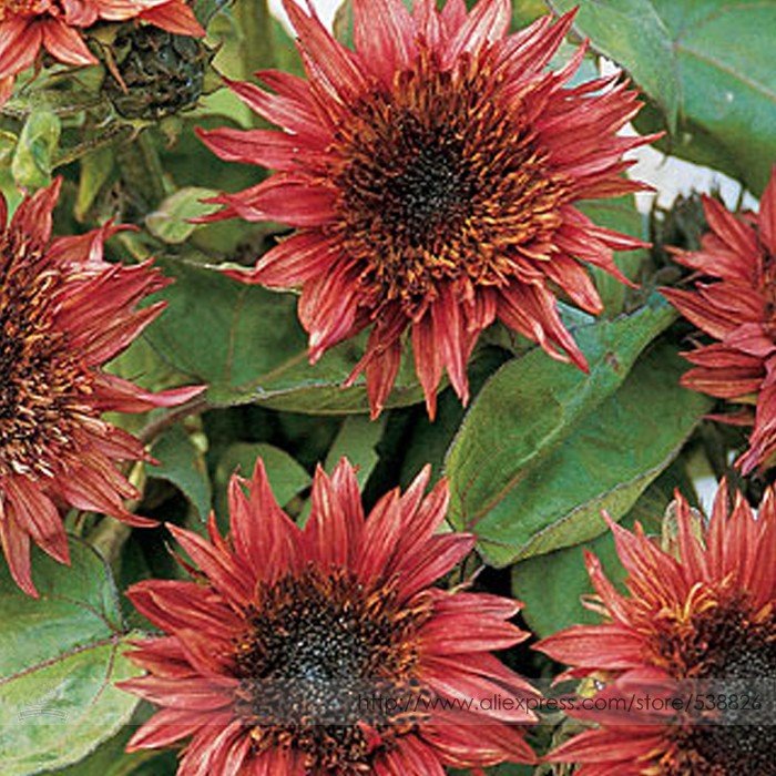 JMS Double Dandy Hybrid Sunflower Ornamental Seeds, Professional Pack, 15 Seeds / Pack, Heavily Ruff